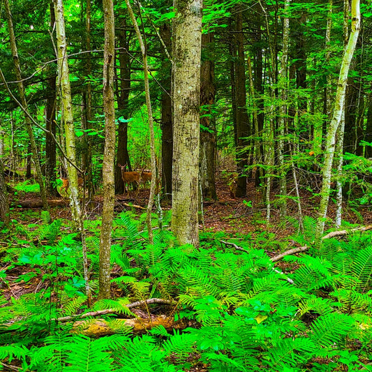 Trees